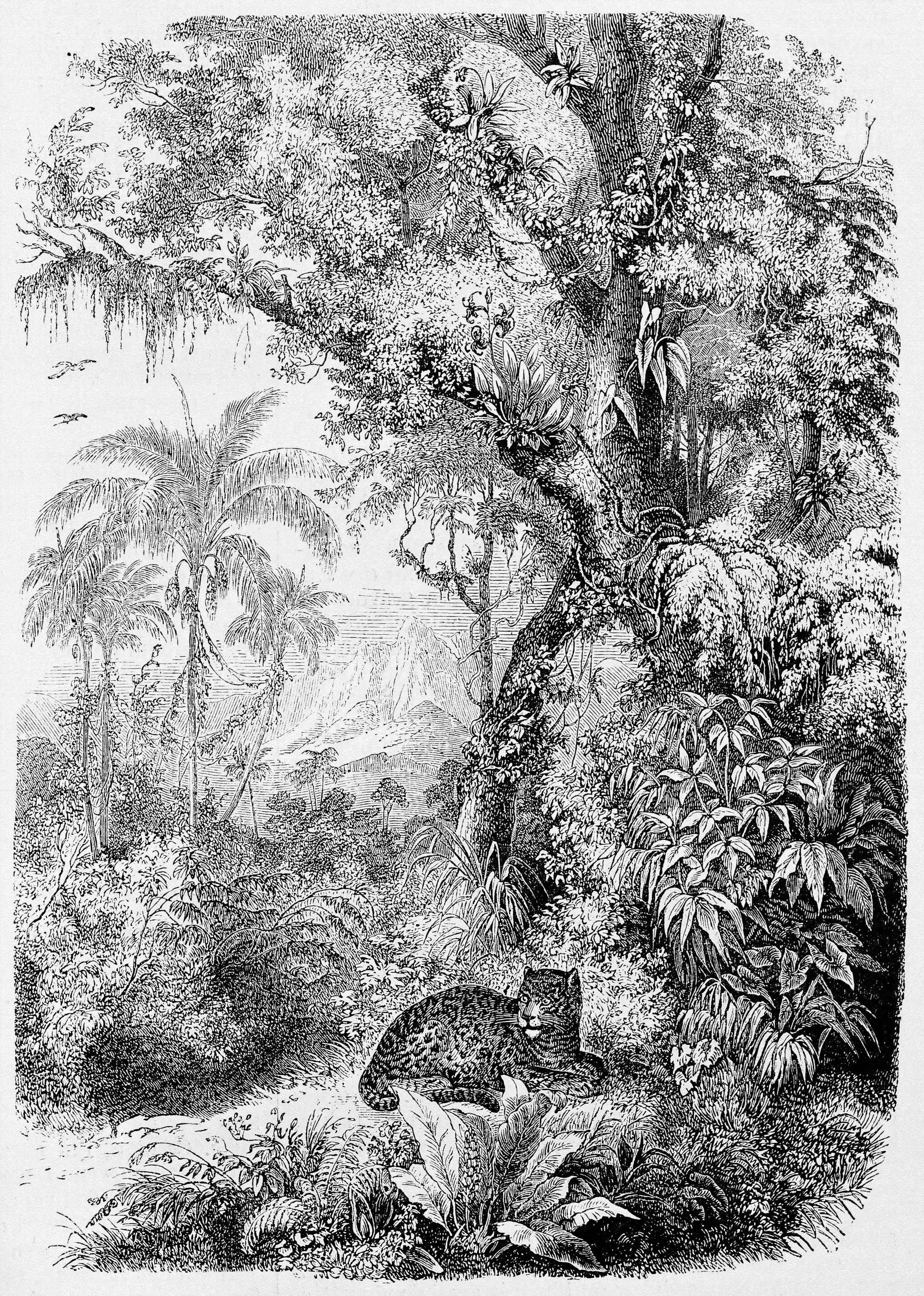 Papel de Parede Selva Natureza Ilustração Tropical em Estilo Contemporâneo