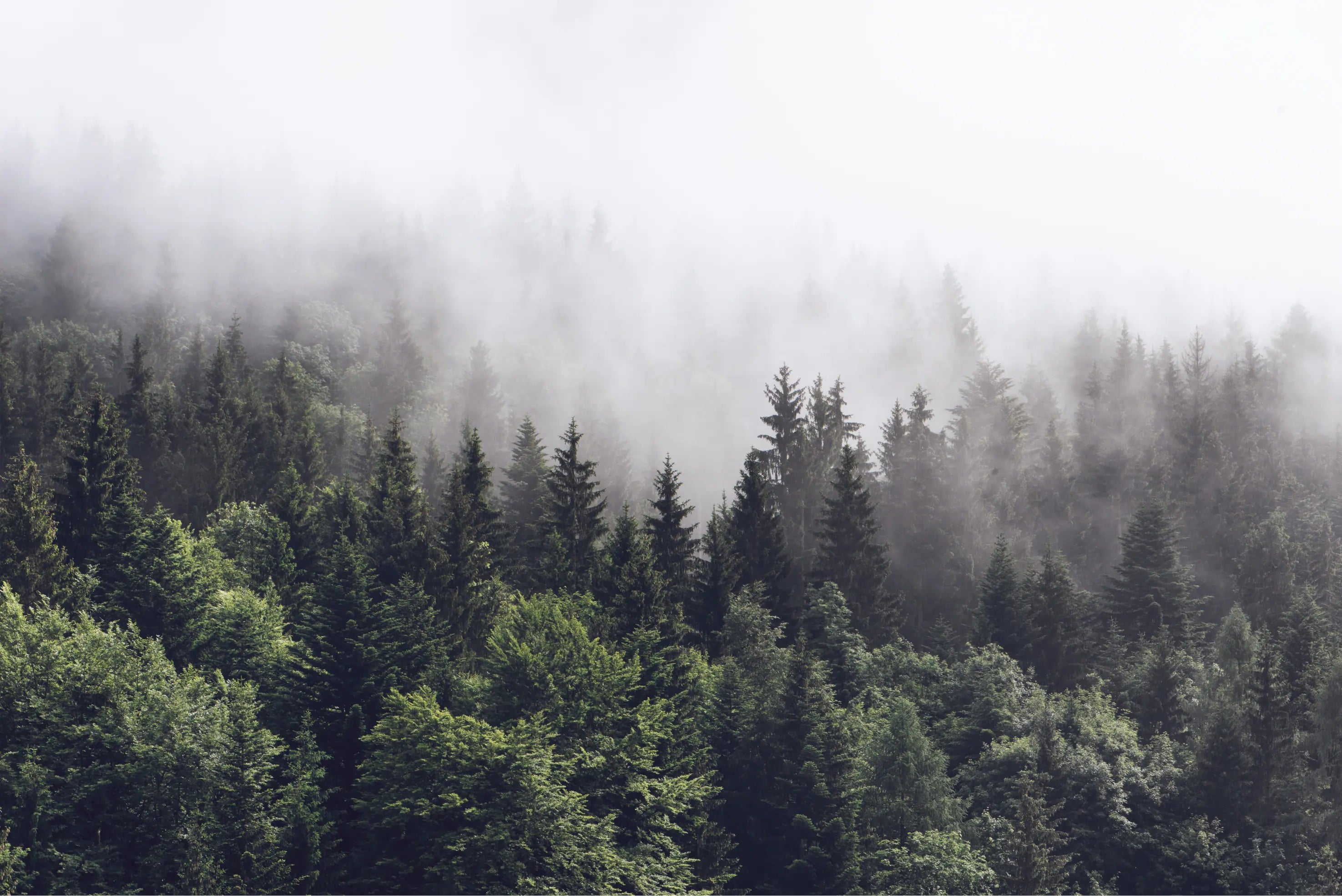 Papel de Parede Fotográfico Floresta Natural Estilo Paisagem Verde e Relaxante
